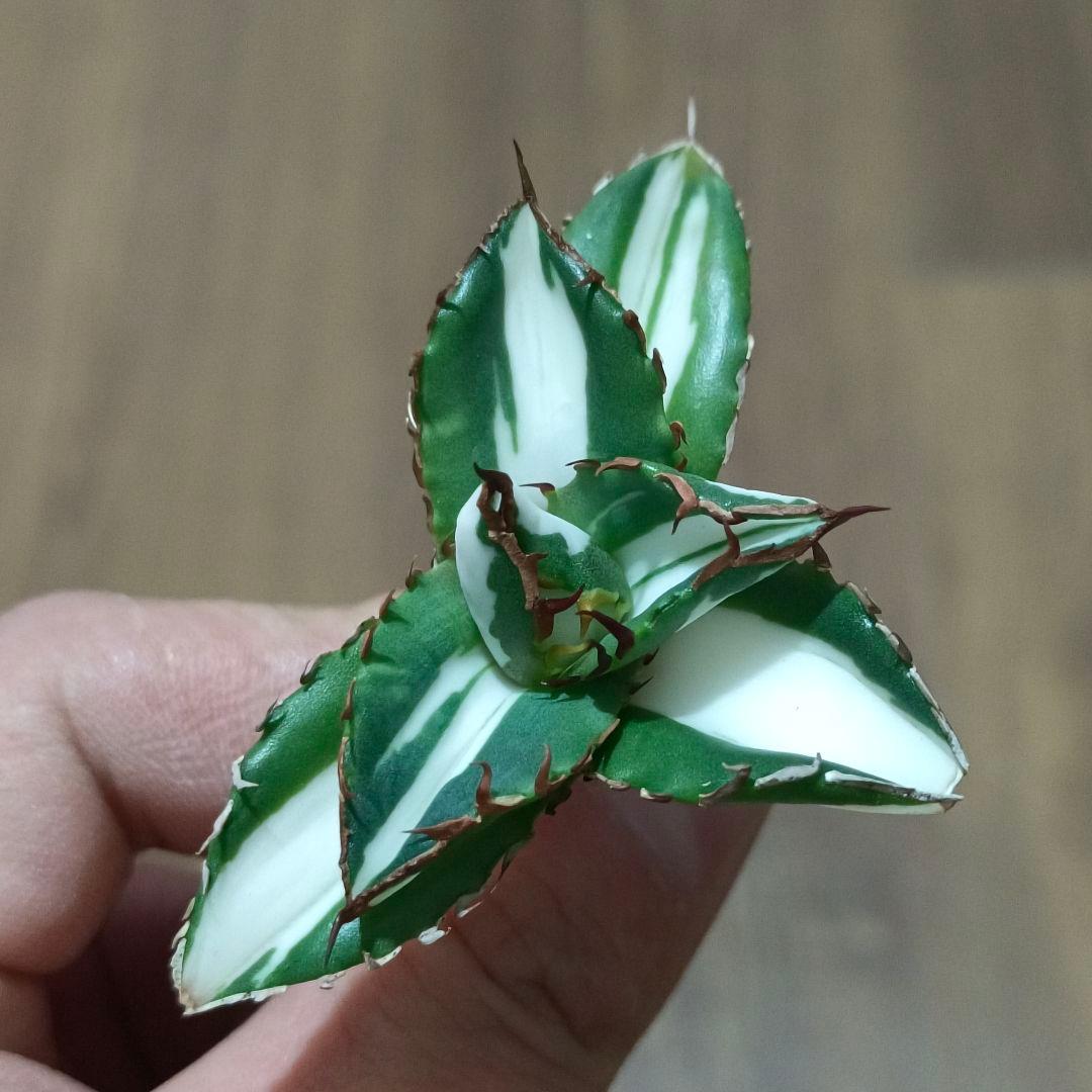 山*本様 409 特選 アガベ チタノタ 太陽神錦 極白中斑錦 特白 明錦 極上