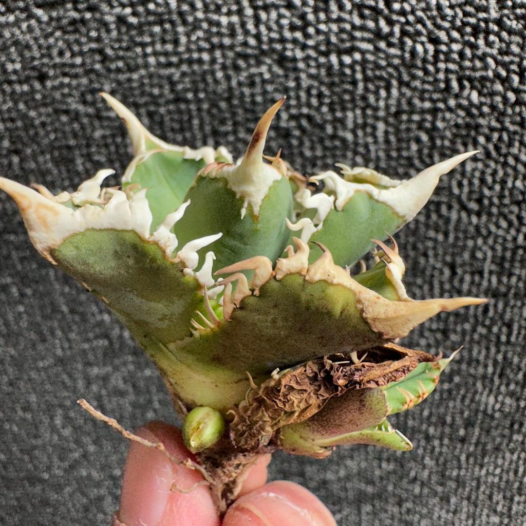 2189アガベ チタノタ 大白鯊 強白棘 極上子株