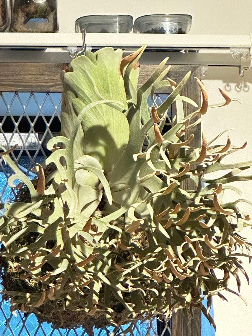 こ*び様 ビカクシダ 金童 胞子葉 胞子付き