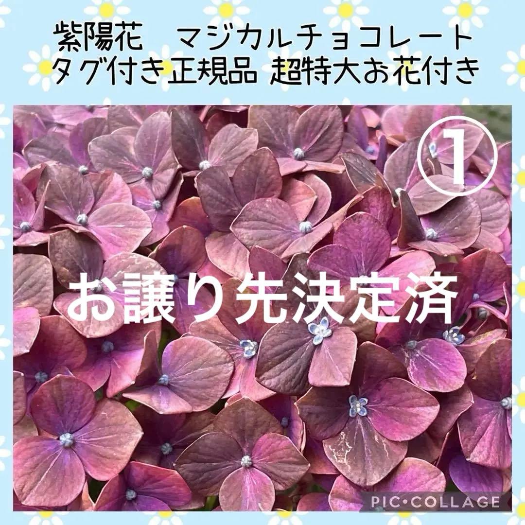 【花苗】4鉢限定　紫陽花　マジカルチョコレート　① 特大花　正規品　タグ付き