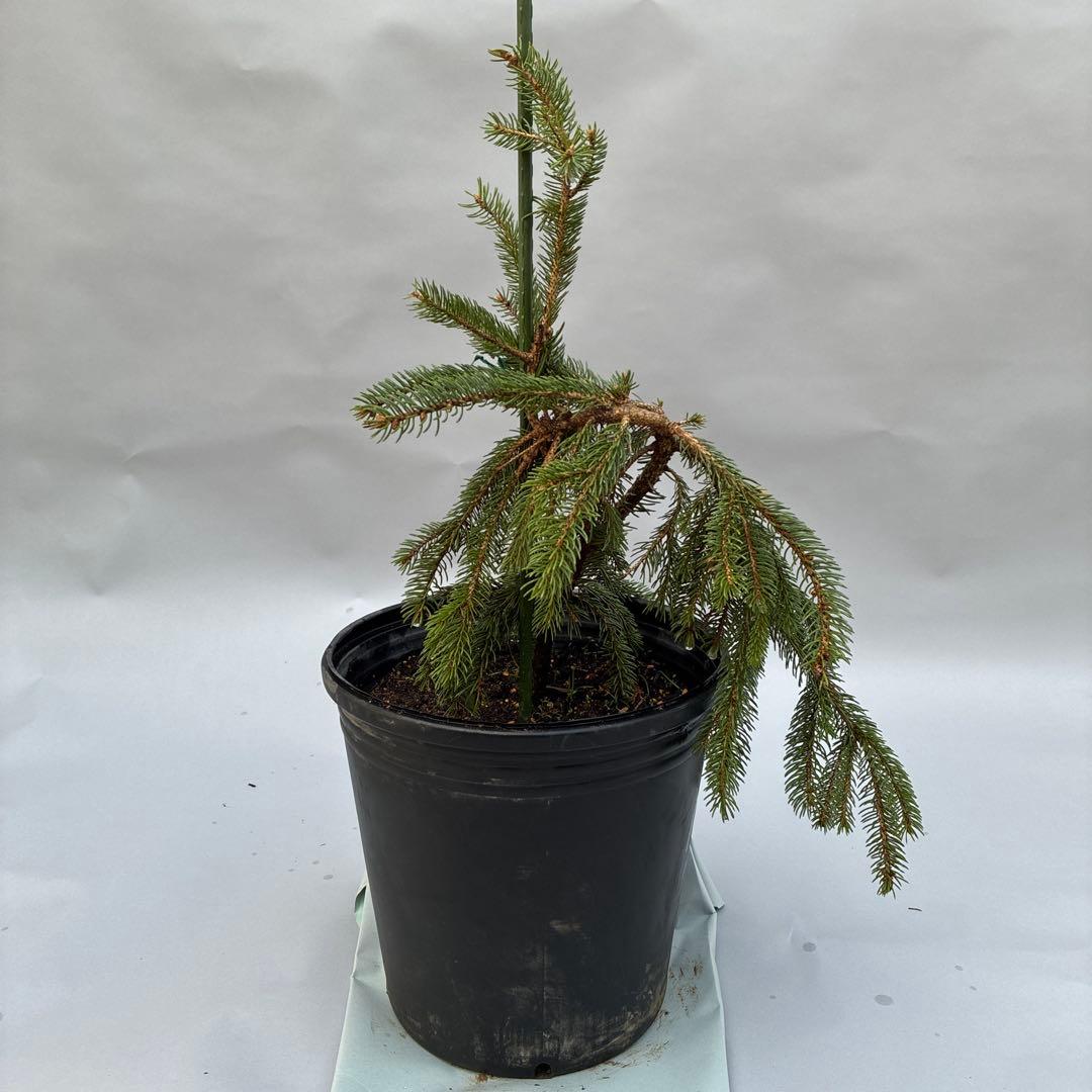 カナダトウヒ　ペンデュラ