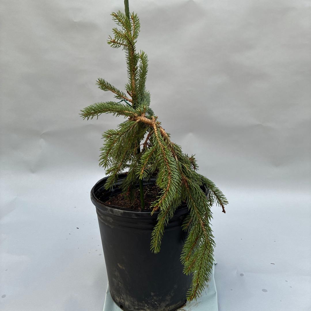 カナダトウヒ　ペンデュラ