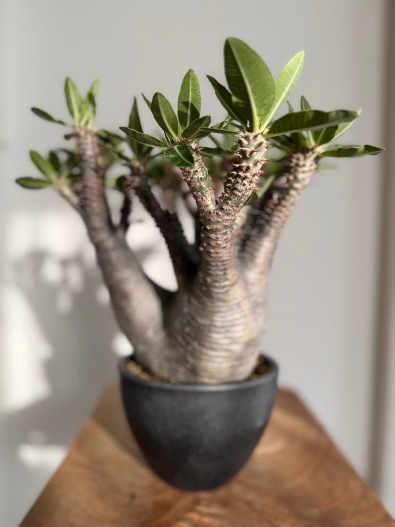 パキポディウム マカイエンセ 良型 大株 現地球 発根済み