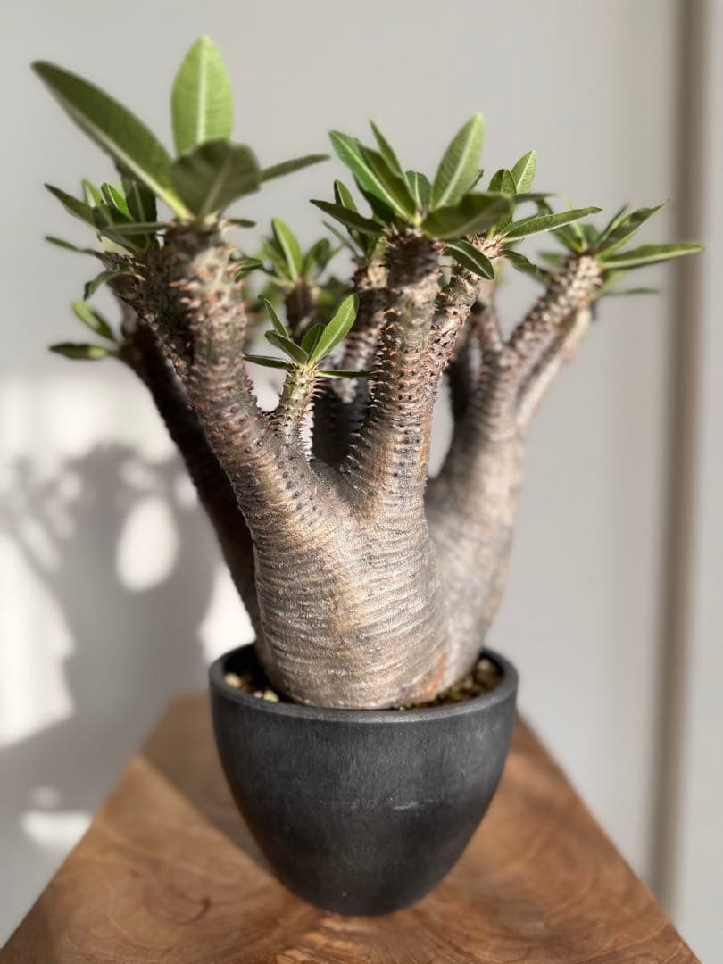 パキポディウム マカイエンセ 良型 大株 現地球 発根済み