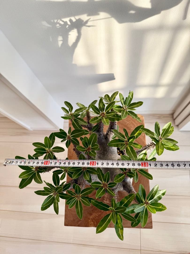 パキポディウム マカイエンセ 良型 大株 現地球 発根済み