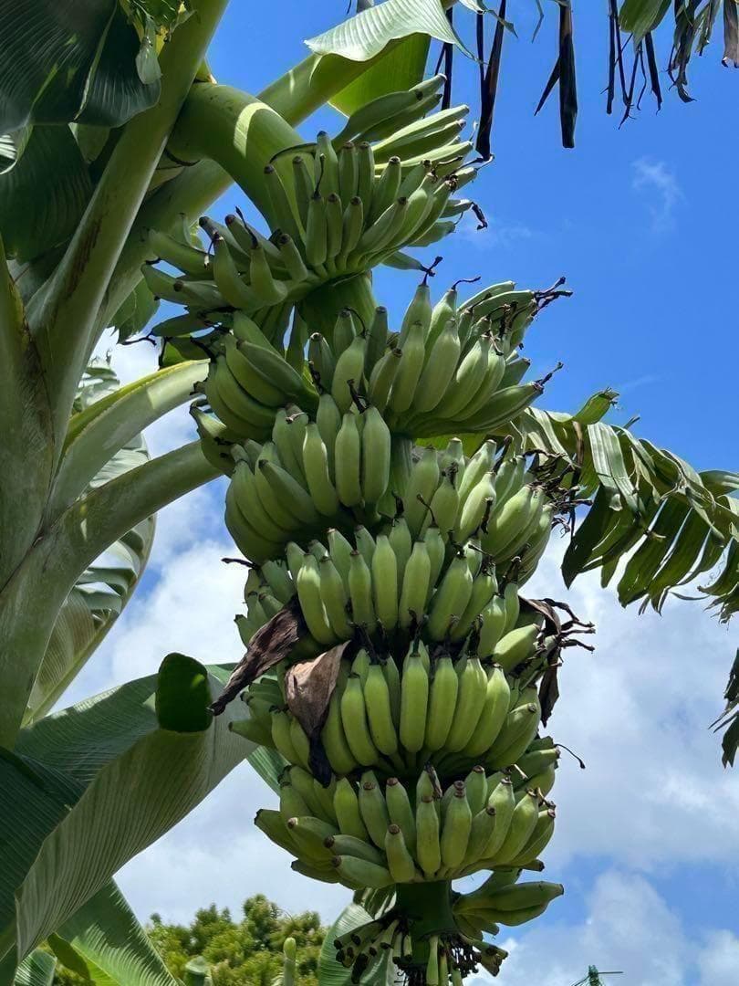 処分◆180cm糖度モンスター◆スーパードワーフ・キングナムワ◆関東路地可 低木