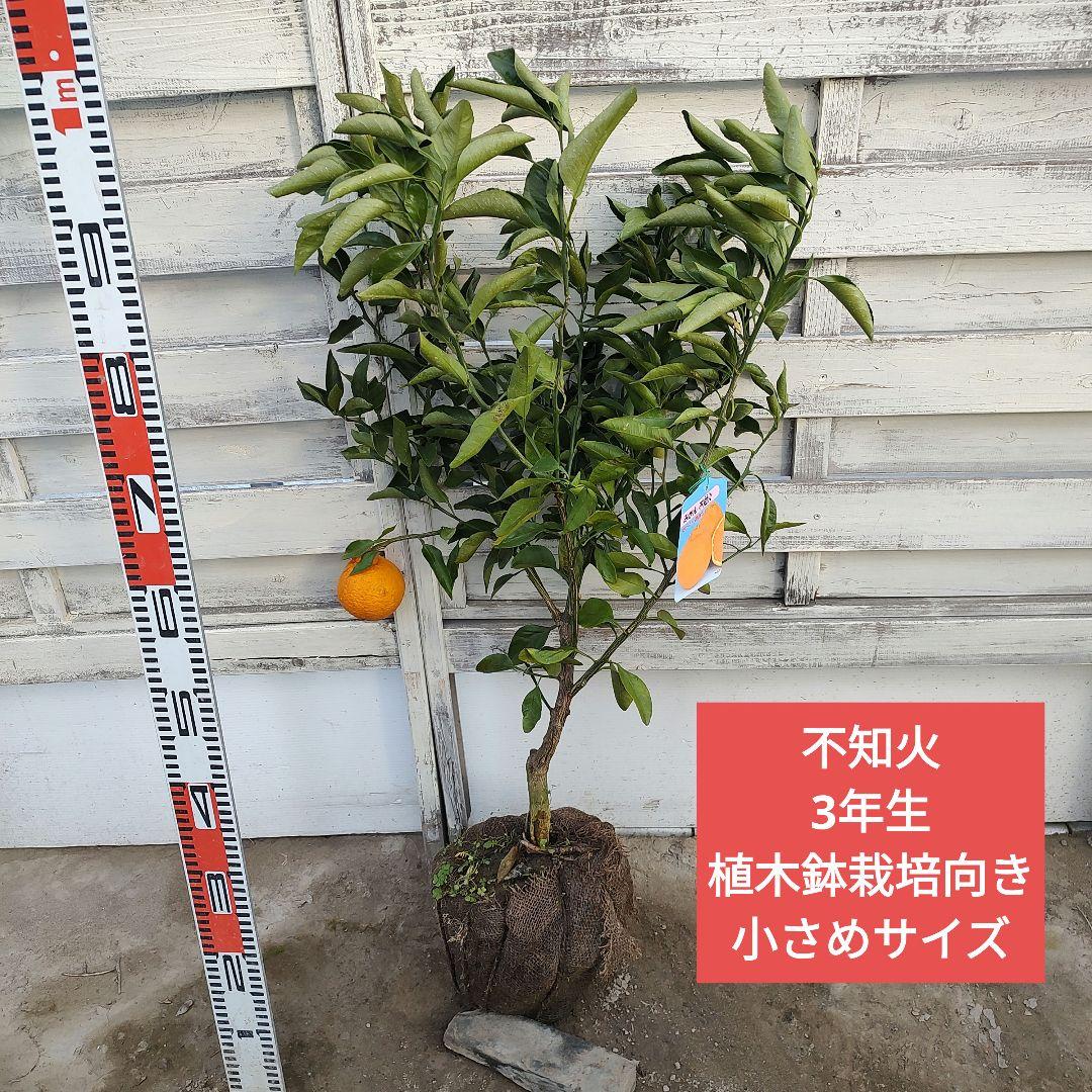 不知火 3年生 結実実績あり！ 樹高低めベランダ栽培にもGood♪̊̈♪̆̈