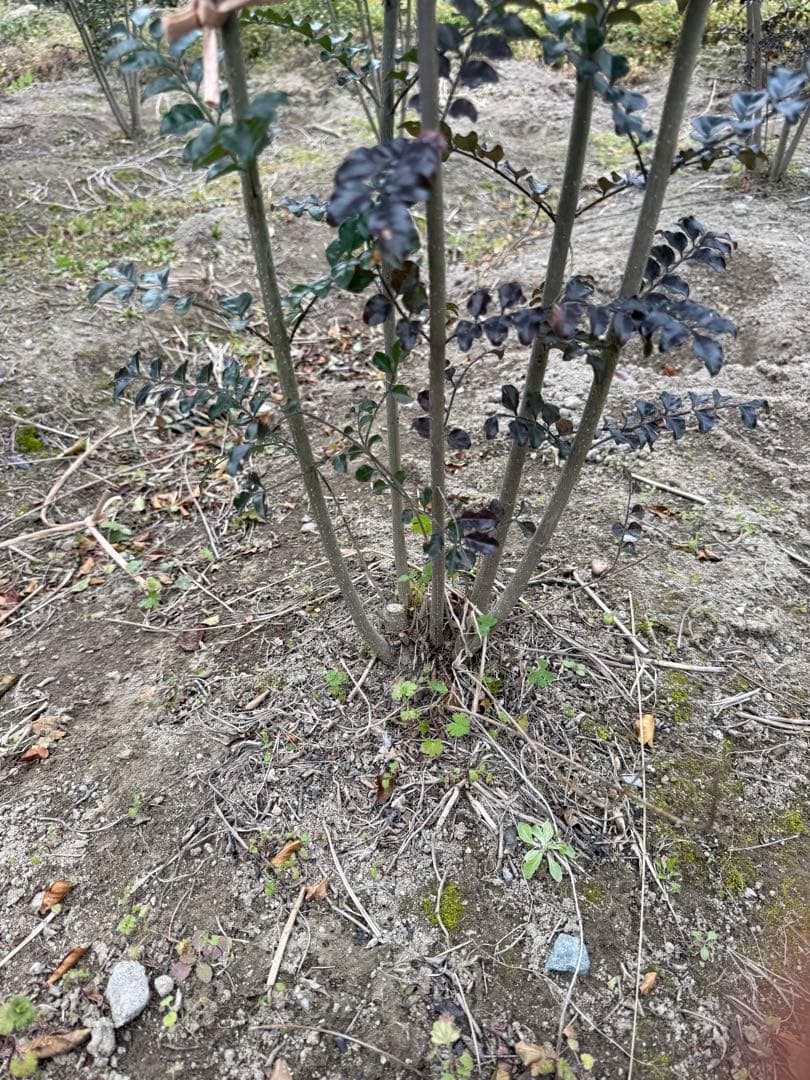 シマトネリコ　本株　②