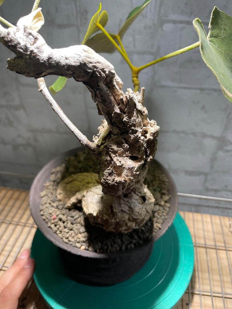 フィルミアナ　パレンス　超古株　発根済み