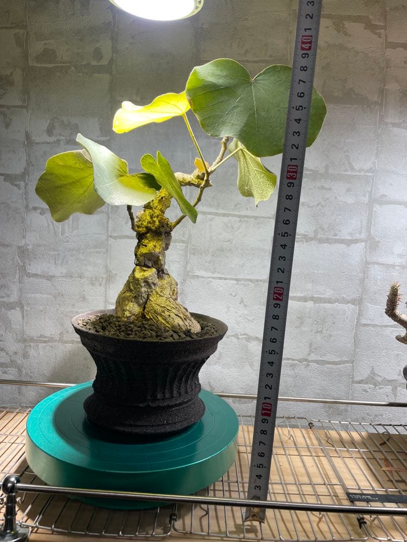 フィルミアナ　パレンス　超古株　発根済み