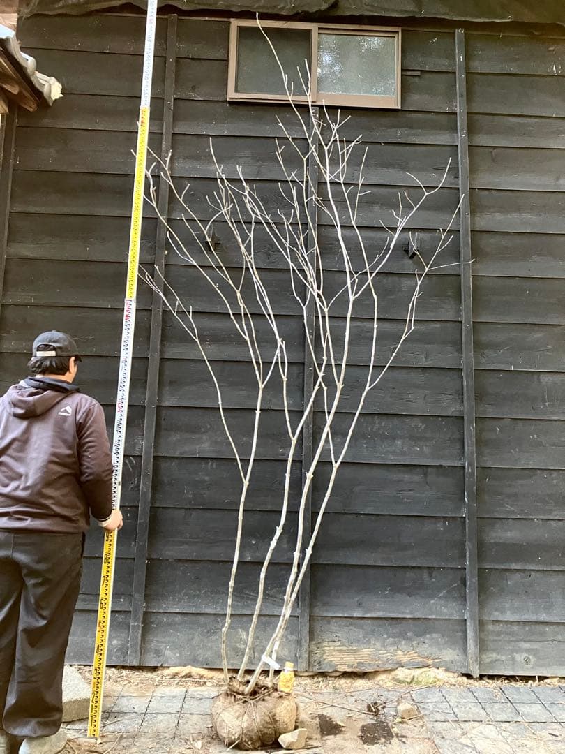 02 山採り　アオダモ