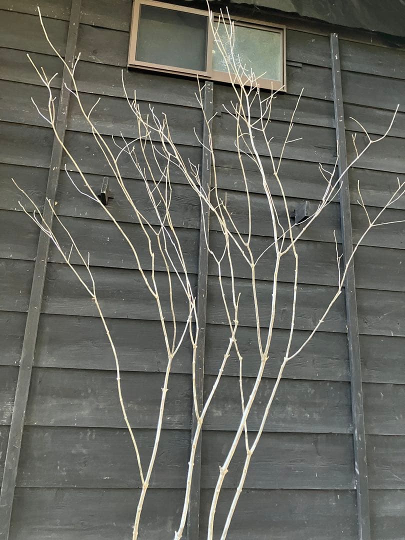 02 山採り　アオダモ