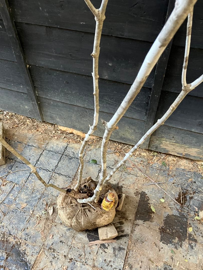 02 山採り　アオダモ