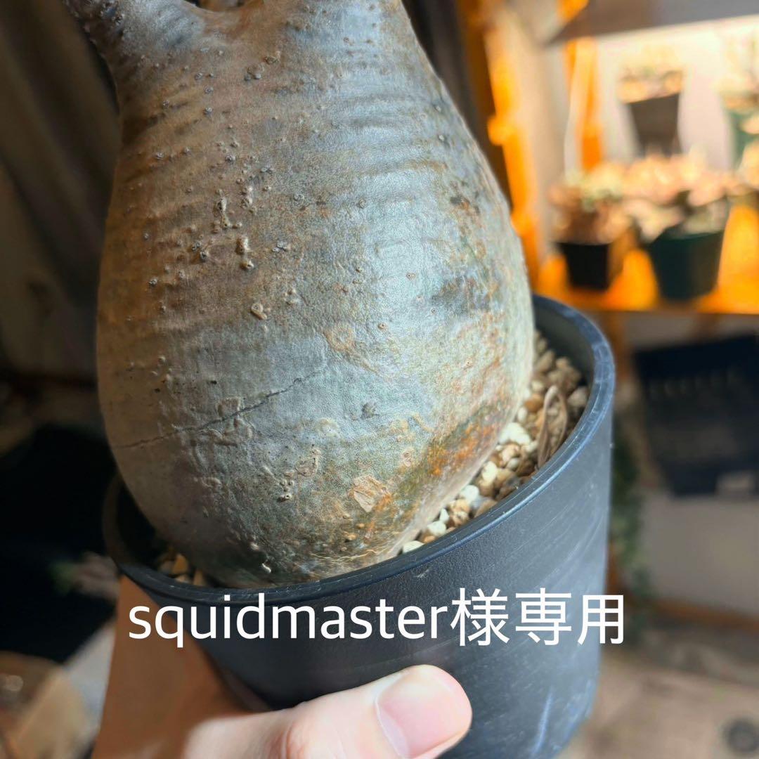 パキポディウム・グラキリス⑩ 発根済み　現地球