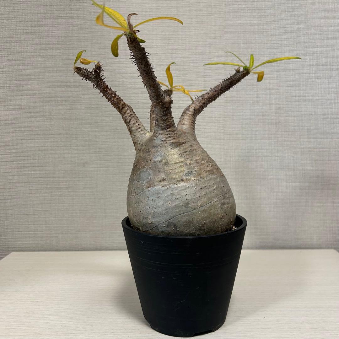 パキポディウム・グラキリス⑩ 発根済み　現地球