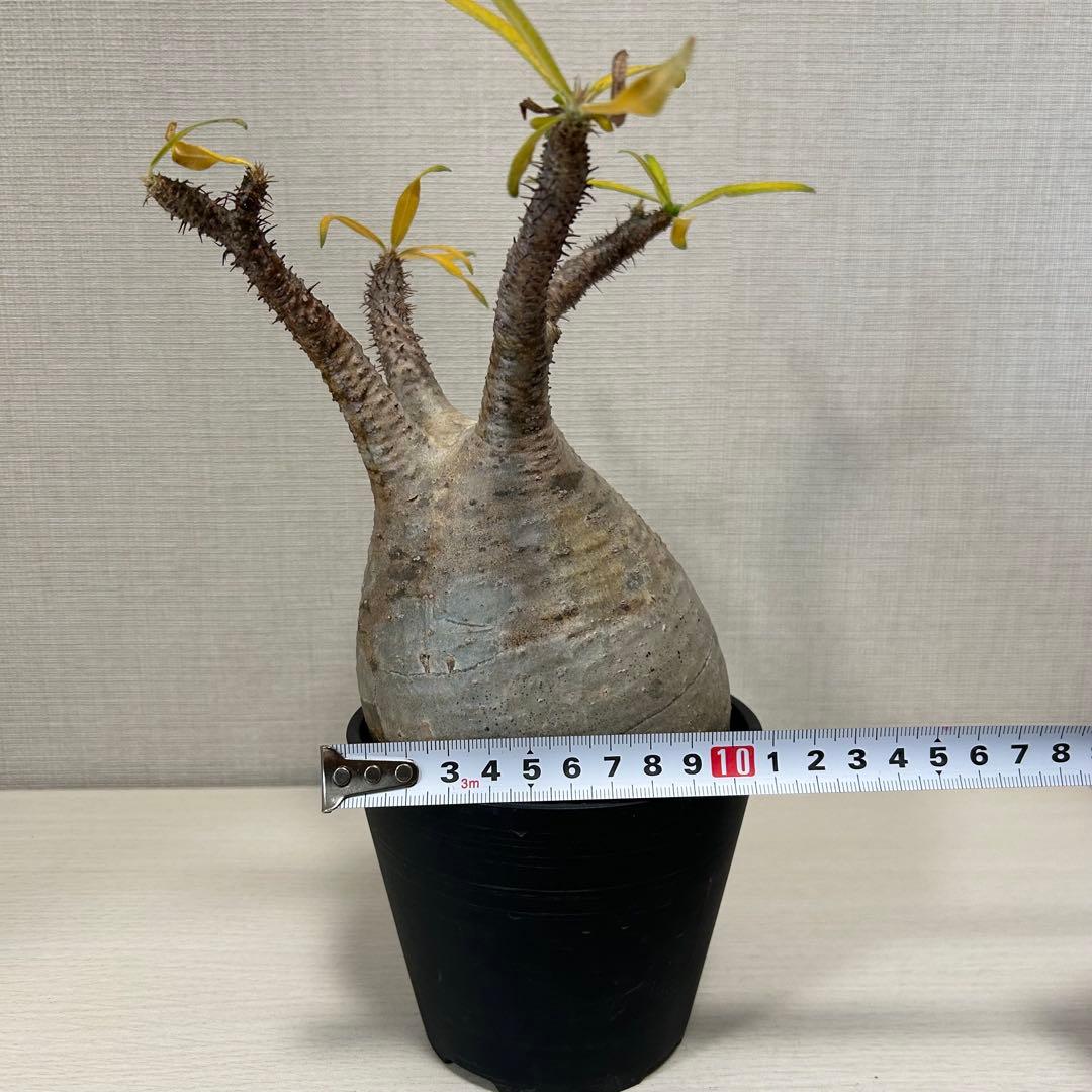 パキポディウム・グラキリス⑩ 発根済み　現地球