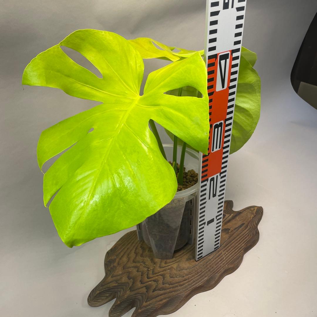 ス*ト様 a06モンステラ　デリシオーサ　黄金葉　ゴールドリーフ　フルムーンゴー