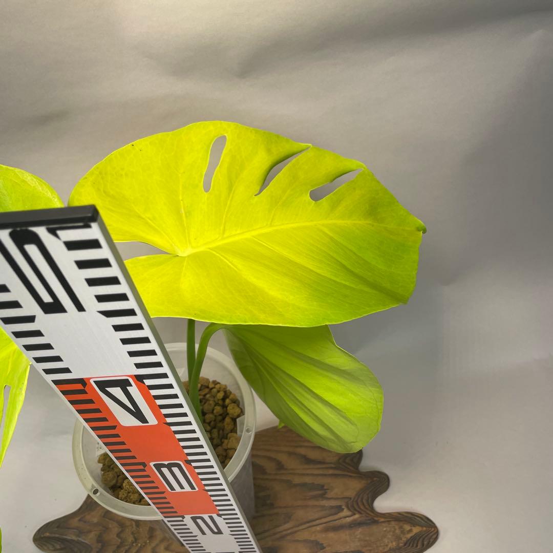 ス*ト様 a06モンステラ　デリシオーサ　黄金葉　ゴールドリーフ　フルムーンゴー