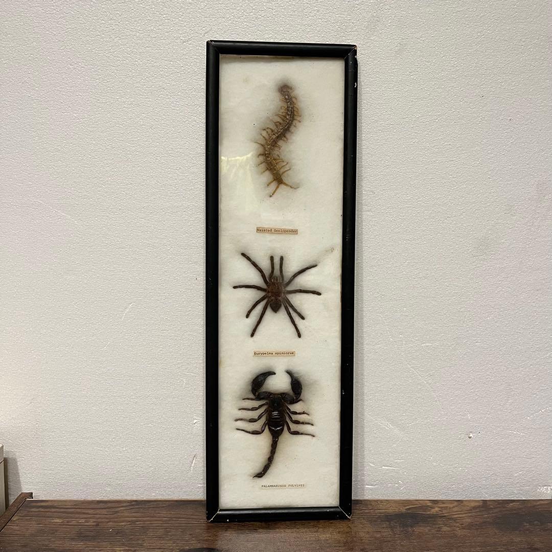 昭和レトロ 節足動物標本 額装 ムカデ クモ サソリ