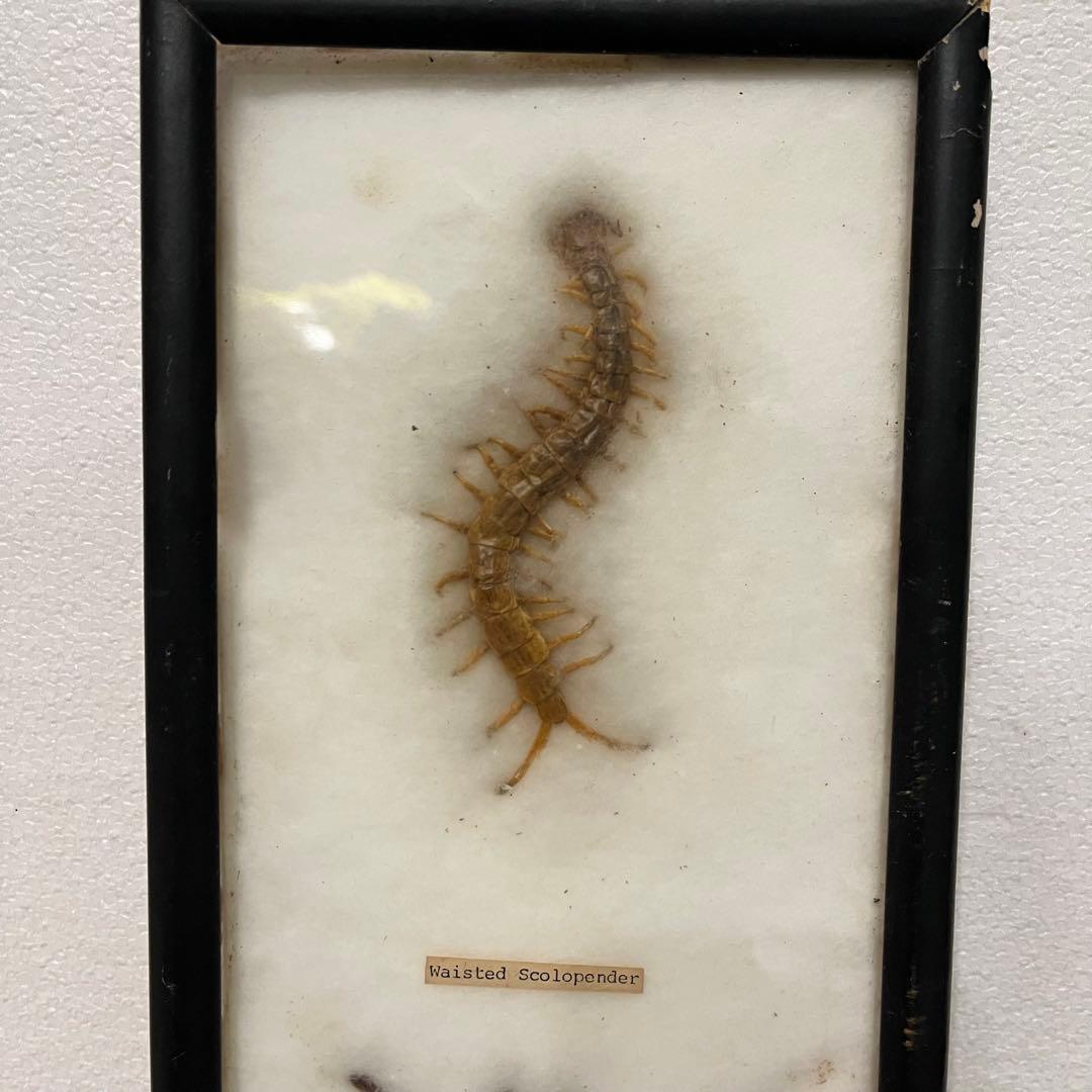 昭和レトロ 節足動物標本 額装 ムカデ クモ サソリ