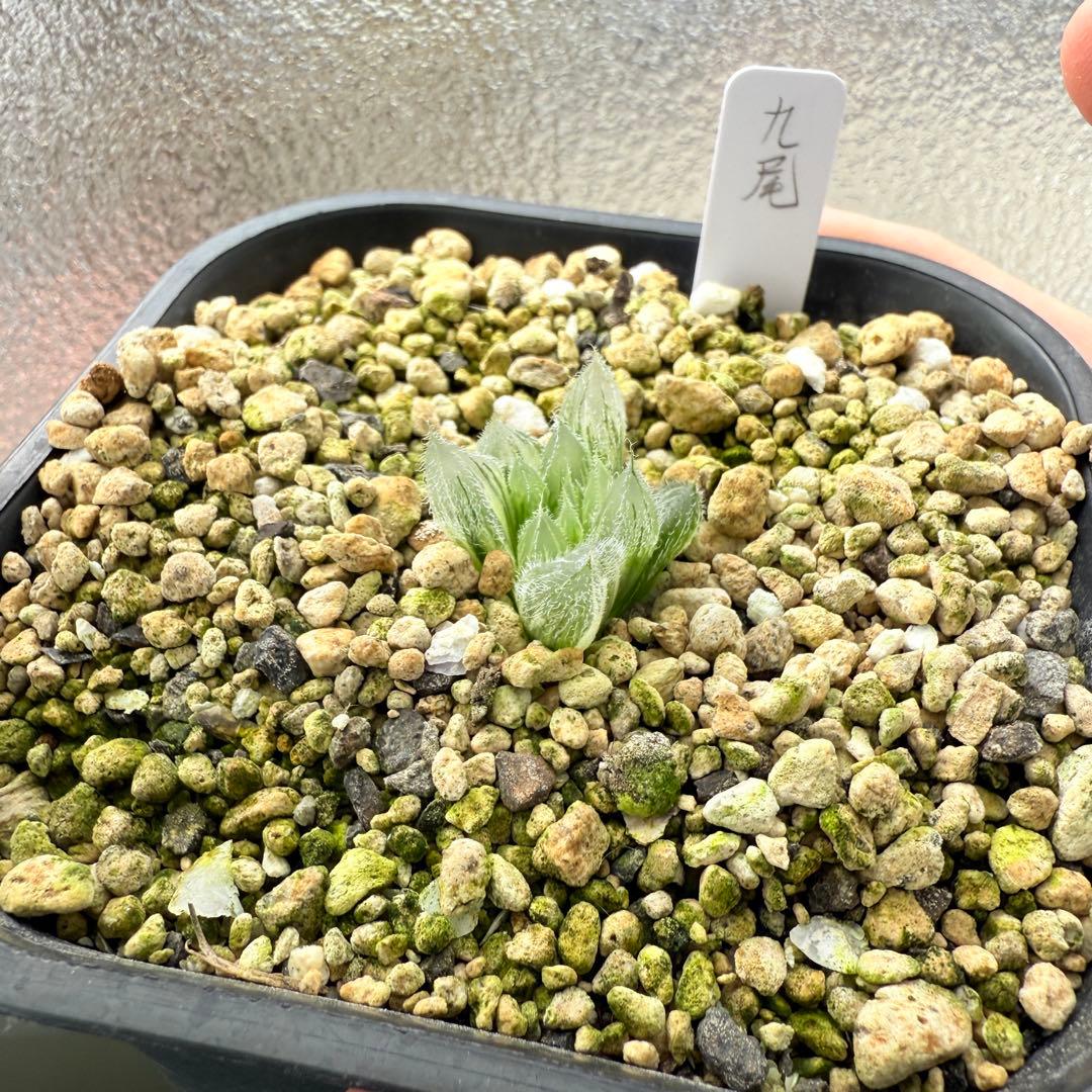 多肉植物 ハオルチア 九尾 超大型種カキコ育成 10cm鉢