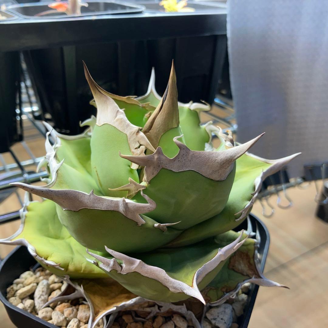 白犀牛　アガベ　中株①