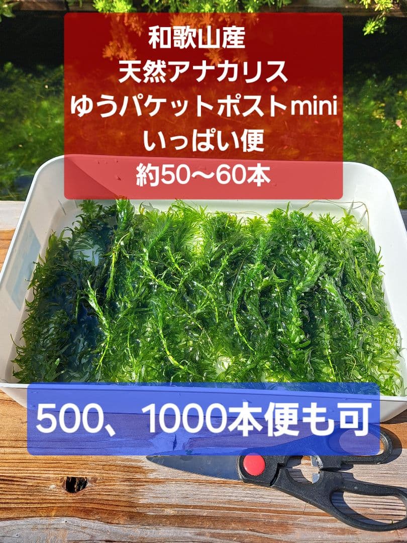 【専用ページ】天然アナカリス、1000本