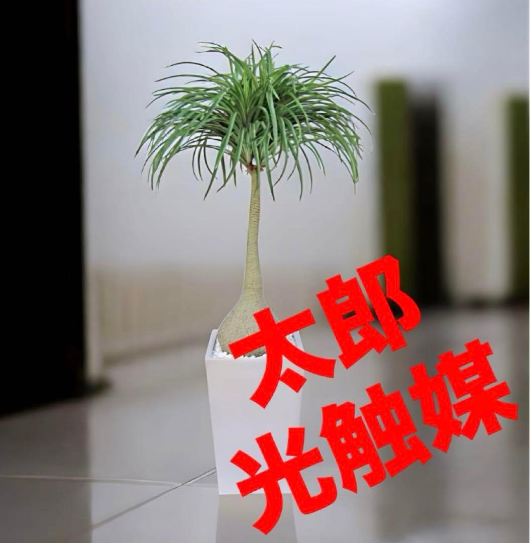 光触媒　人工観葉植物　ウォールグリーン　フェイクグリーン　ノリナプランツ