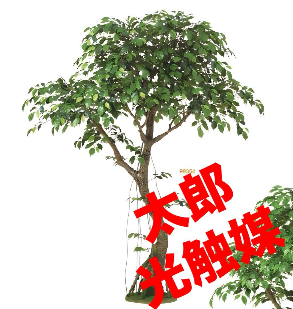 光触媒　人工観葉植物　フェイクグリーン　フィカスベンジャミナコアッド