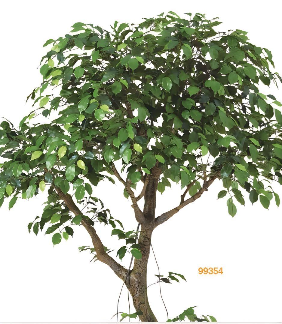 光触媒　人工観葉植物　フェイクグリーン　フィカスベンジャミナコアッド