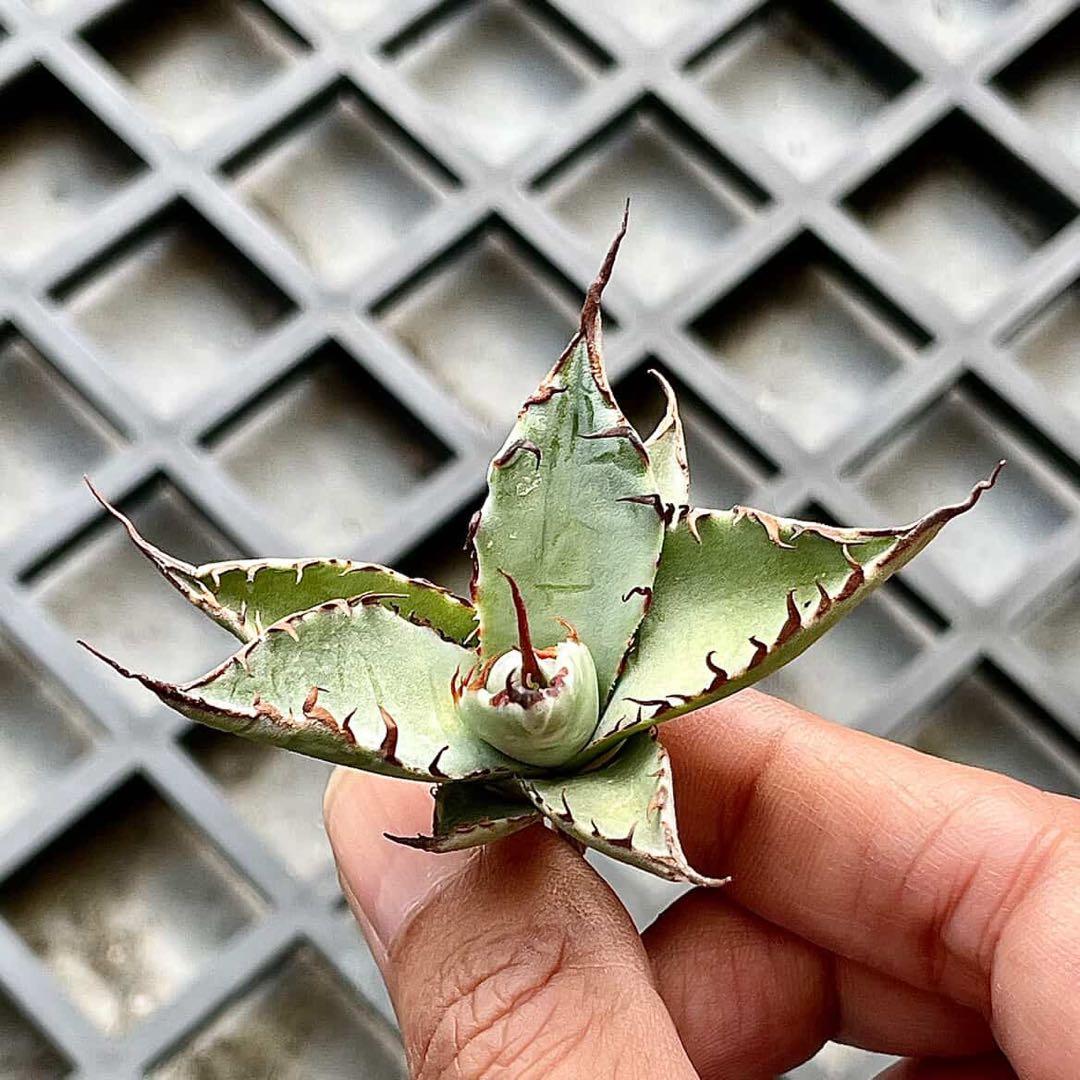 台湾直輸入❕ハイブリッドアガベ 妖炎×武蔵厳龍