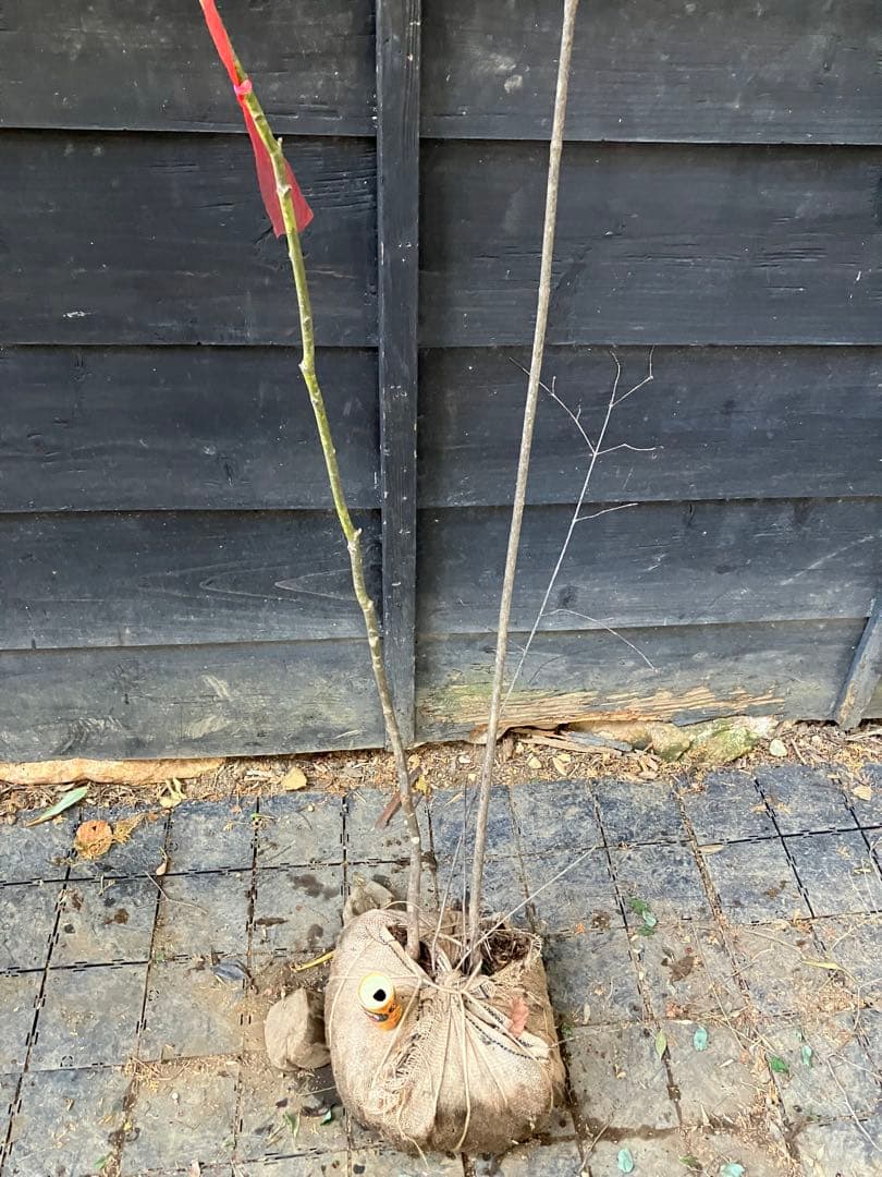 山採り　ヤマモミジ　ミヤマガマズミ　混合株