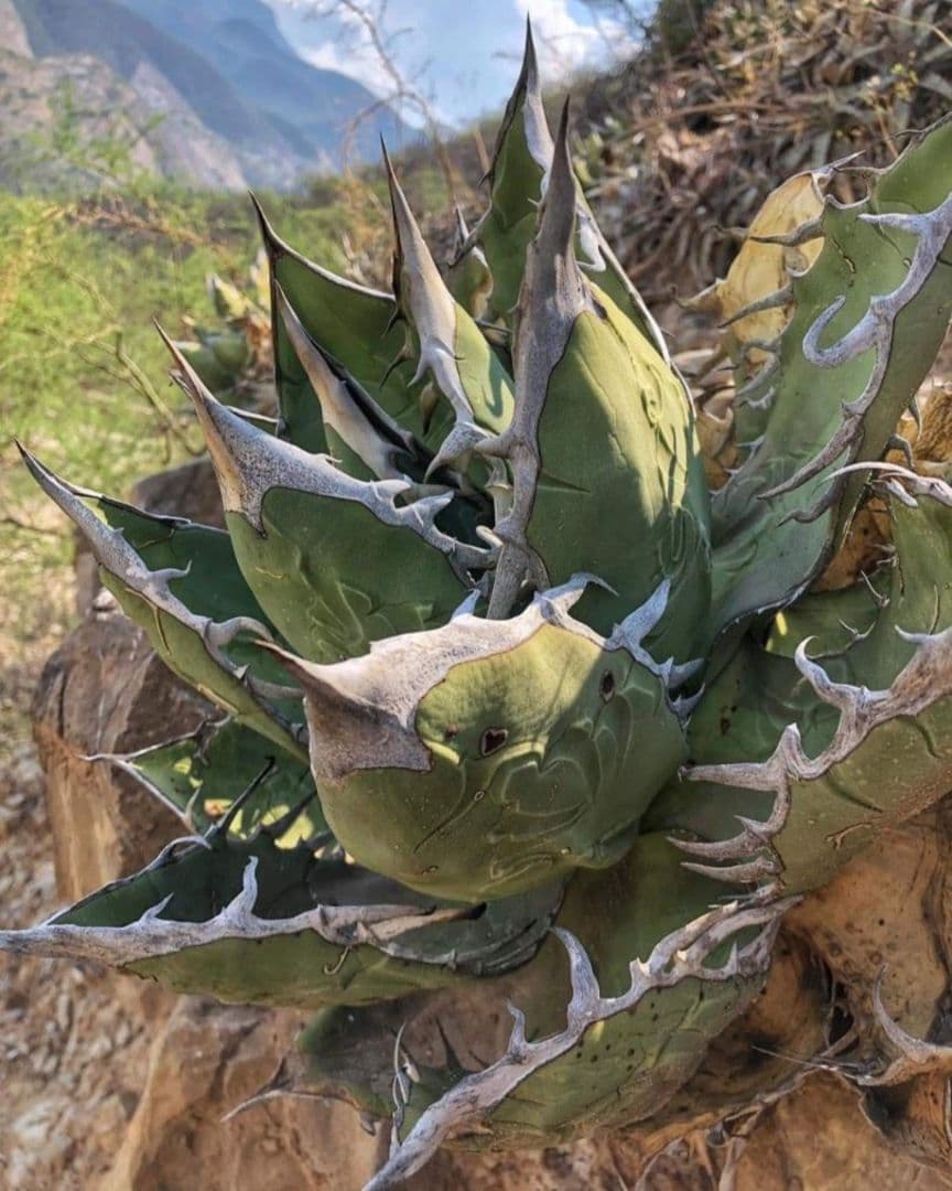 4月入荷 オテロイ 種子 4000粒 チタノタ アガベ