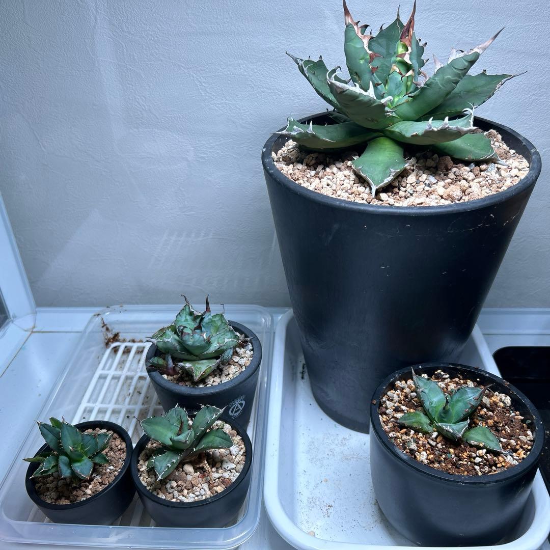 アガベ チタノタ5点　まとめ売り