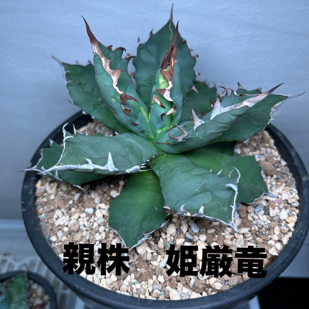 アガベ チタノタ5点　まとめ売り