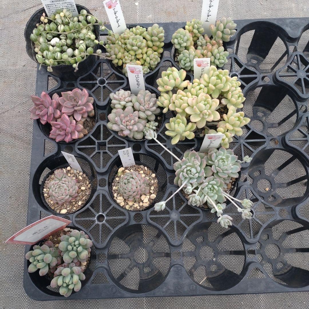 ぷっぷ丸さん専用