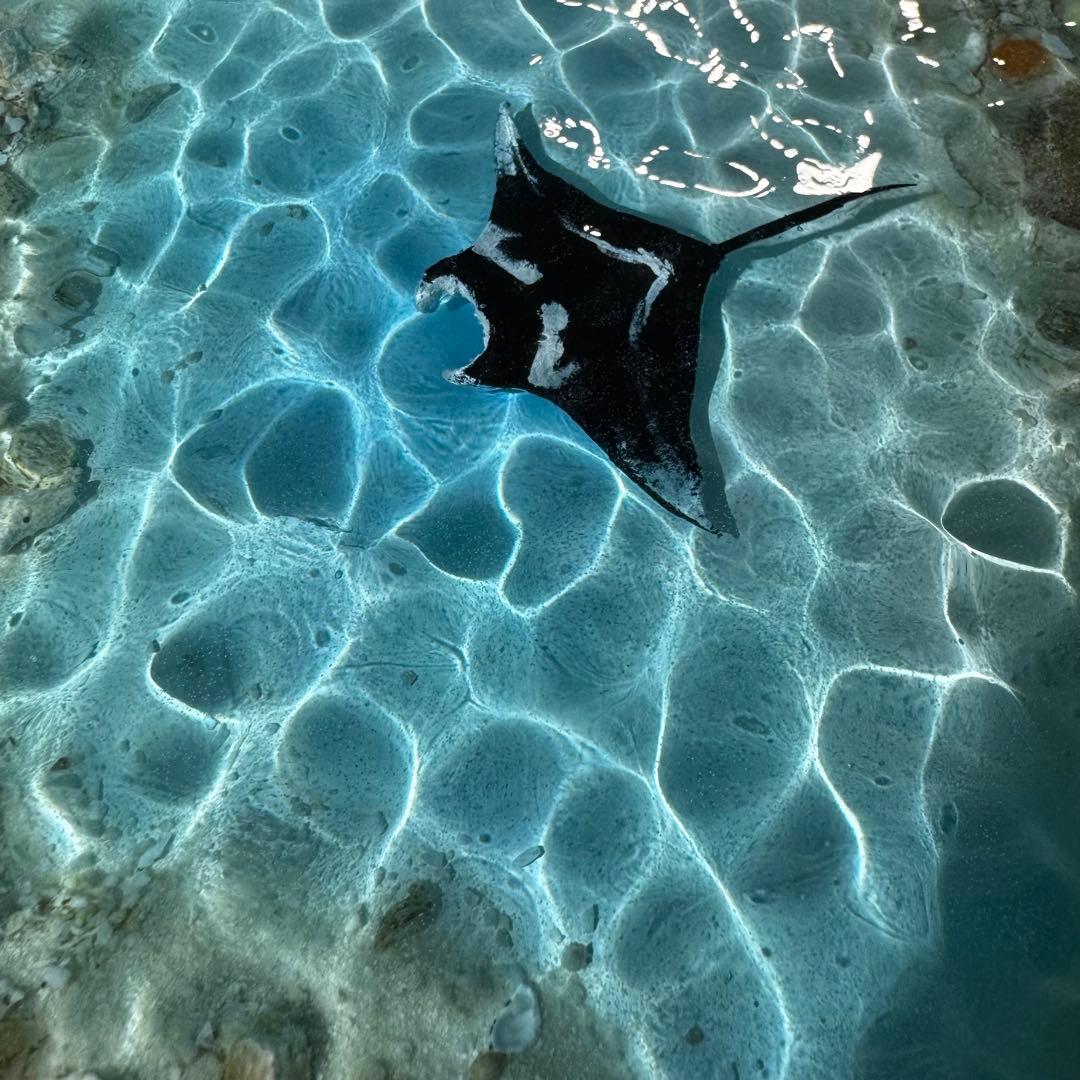 レジンアート オーシャンアート マンタ 海 アート 波紋 アートパネル