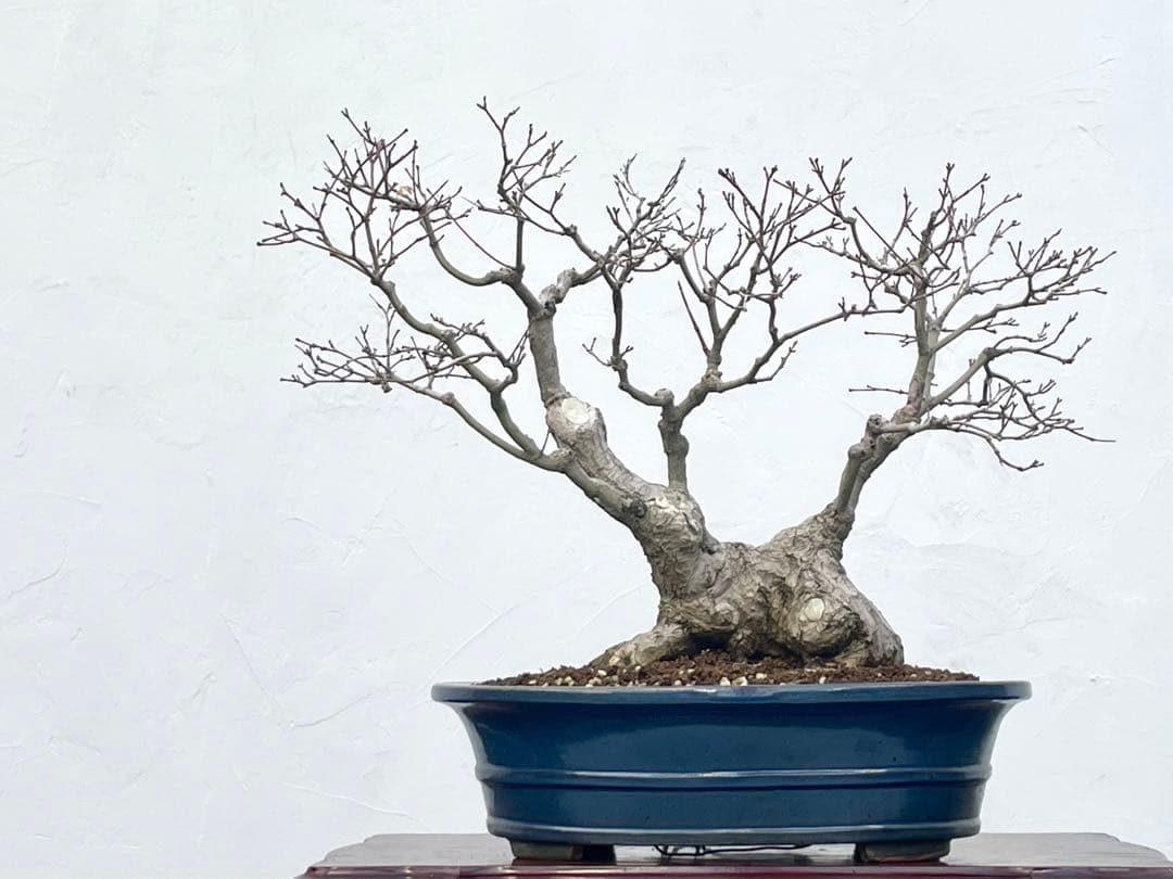 三河盆栽　板屋紅葉　イタヤモミジ　盆栽　極太　変わり木　葉物　希少品種　古木