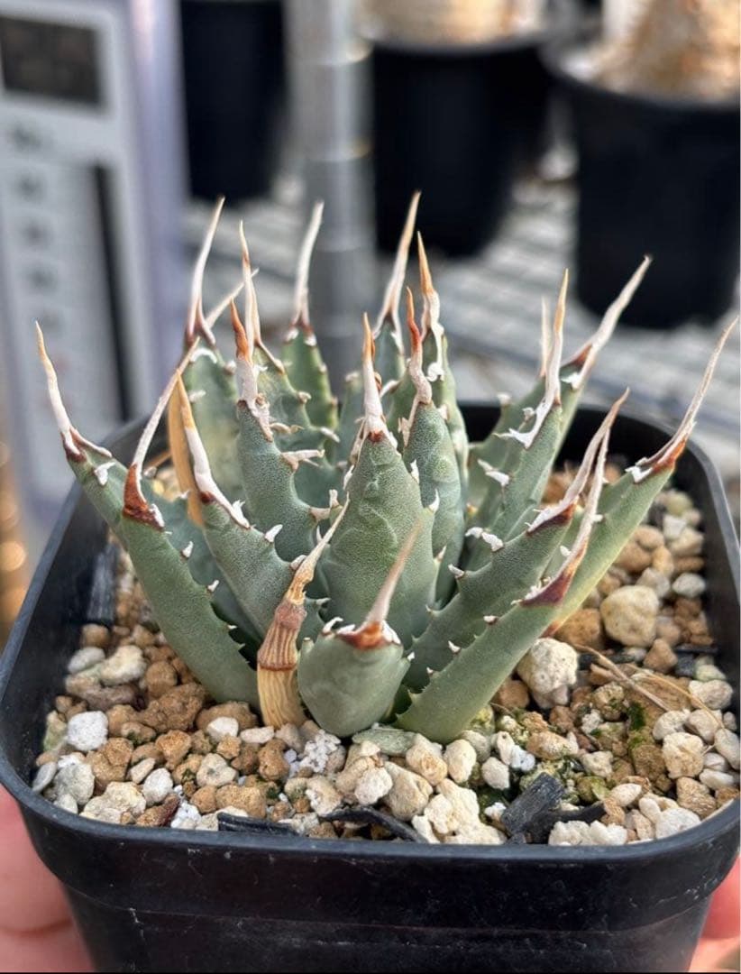 【最終値下げ】アガベ ユタエンシス エボリスピナ現地球からの陽炎 子株