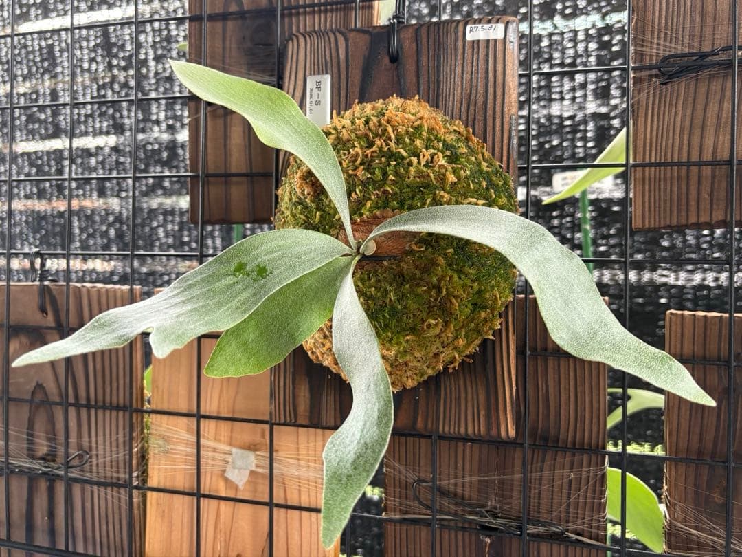 BF-S 初出し 法花園 板付子株 ビカクシダ 白ビ ビフル系？