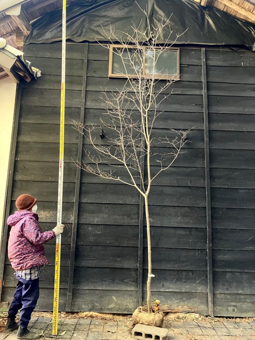 41 山採り　ヤマボウシ