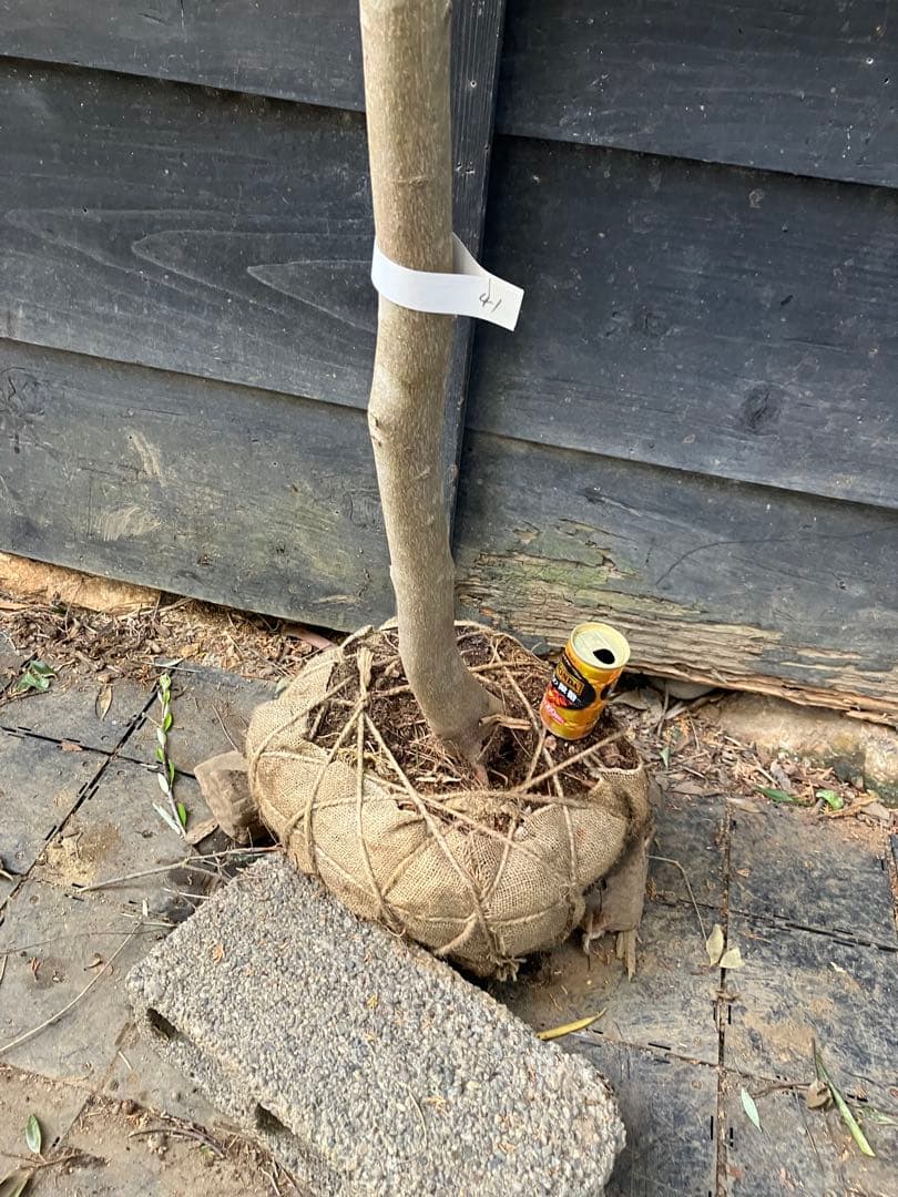 41 山採り　ヤマボウシ