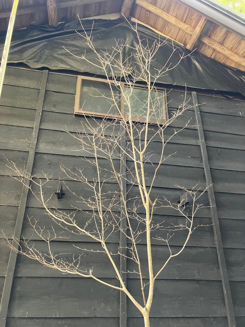 41 山採り　ヤマボウシ