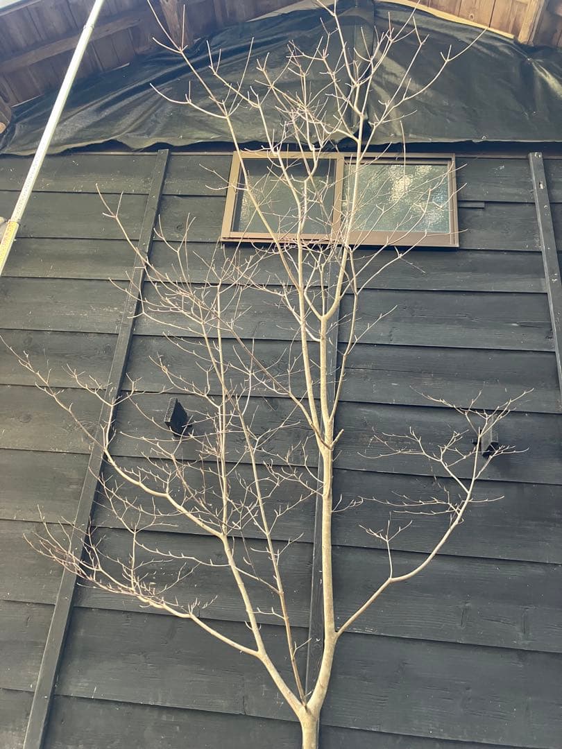 41 山採り　ヤマボウシ