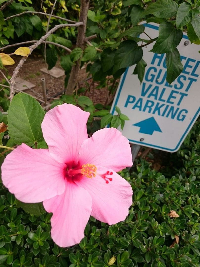 【2026年1月購入新品未使用品】COACH＊ウォレット