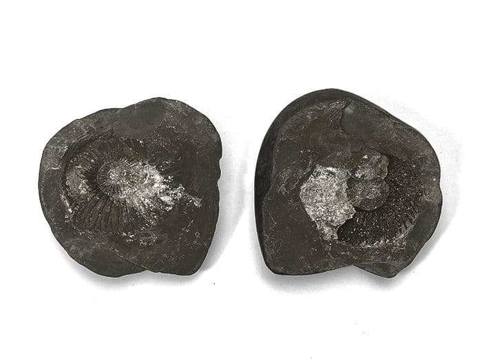 【超希少な太古の石】レアストーン★シャリグラムの原石☆一点物限定☆NO.12