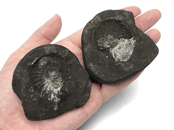 【超希少な太古の石】レアストーン★シャリグラムの原石☆一点物限定☆NO.12