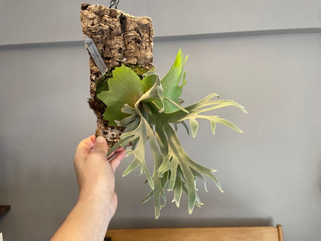 つ*ー様 ビカクシダ P.willinckii 'Jenny' TC