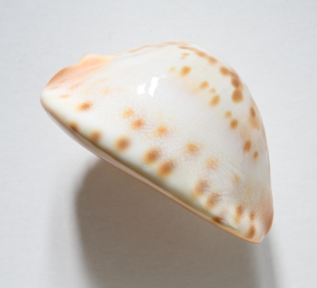 コガネケイトダカラ（\"aureabasis\"）【貝殻・タカラガイ】