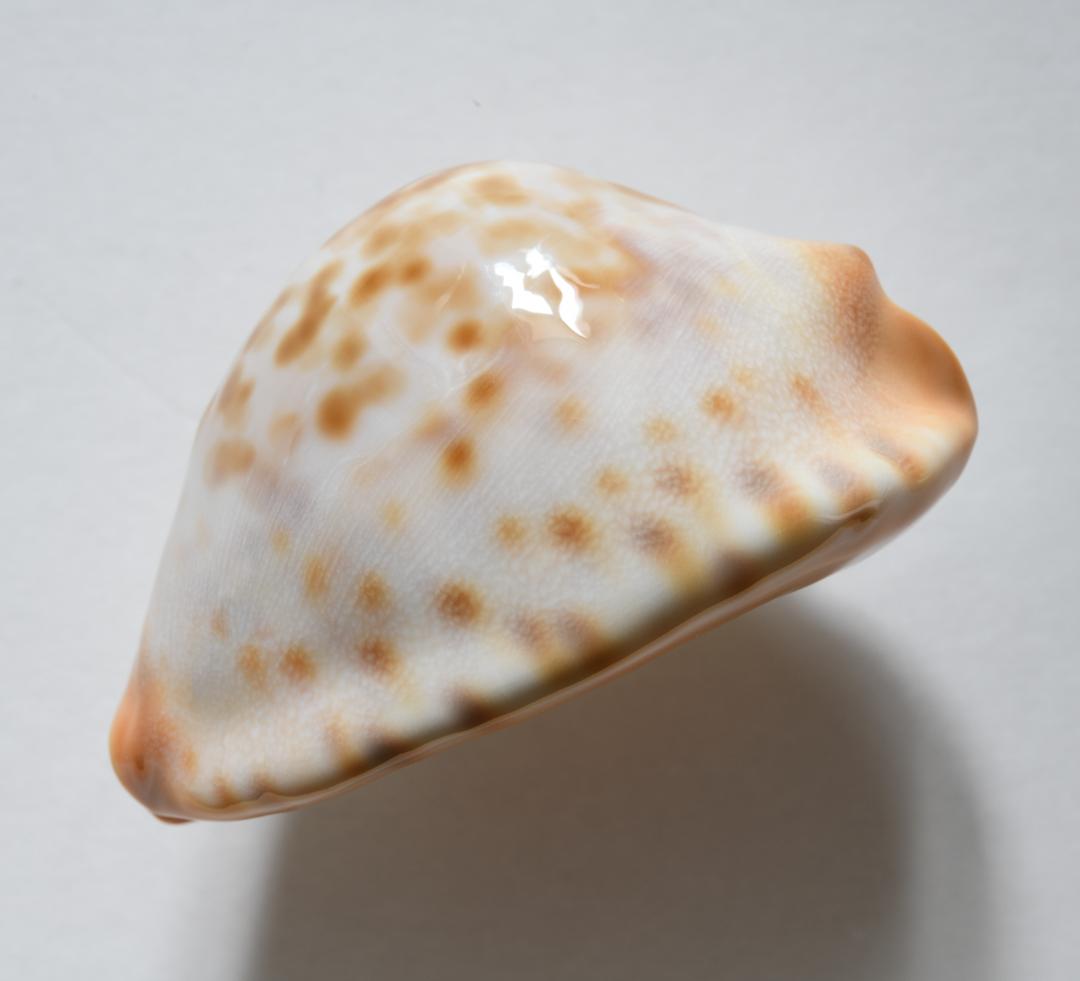 コガネケイトダカラ（\"aureabasis\"）【貝殻・タカラガイ】